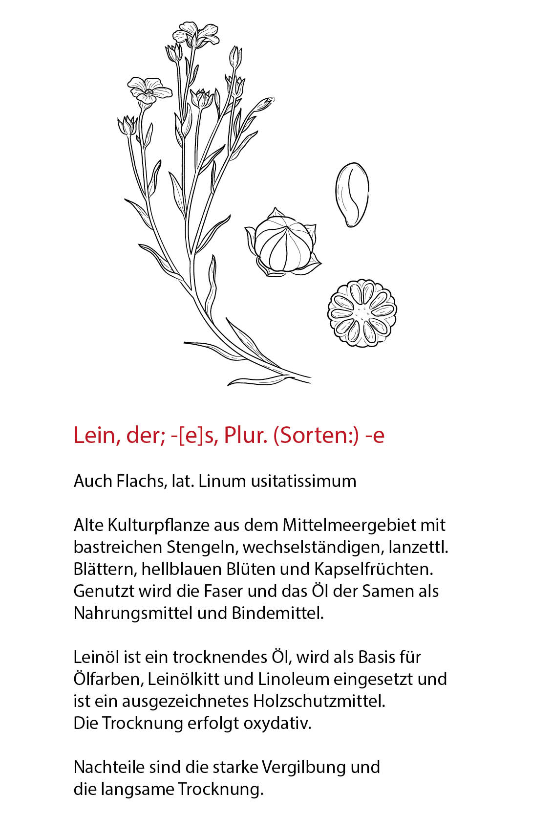 Lein