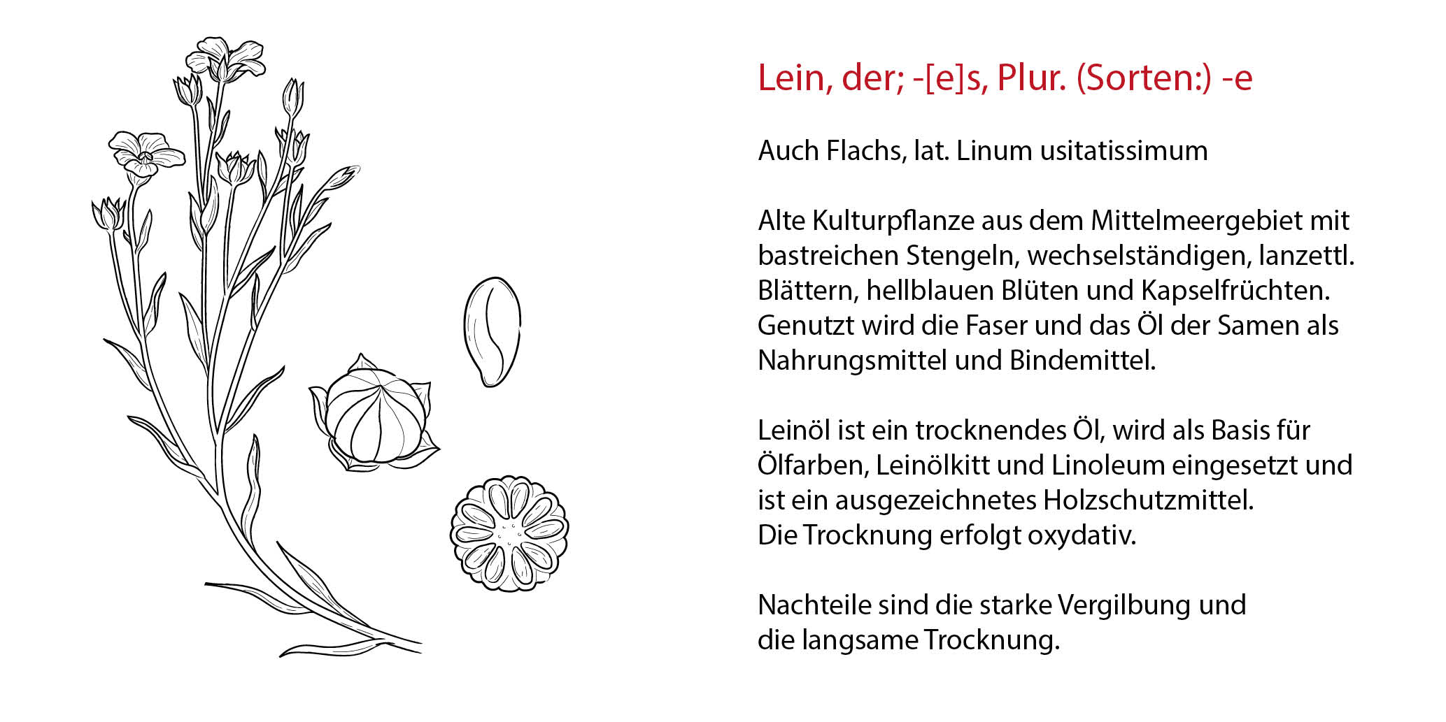 Lein